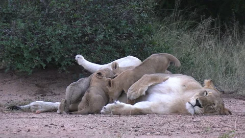 Group of Lion Cubs Drinking Milk From Mother's Teats. Lioness and Babies Stock Footage 196006639