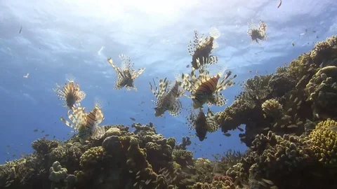 Group of lion fish against the light Stock Footage 76864752