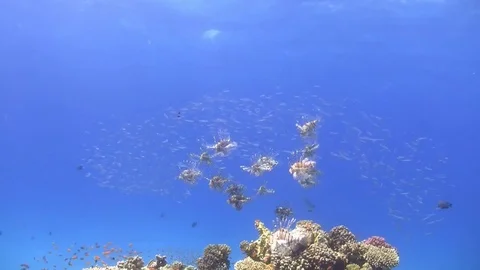 Group of lion fish with blue background Stock Footage 76850418
