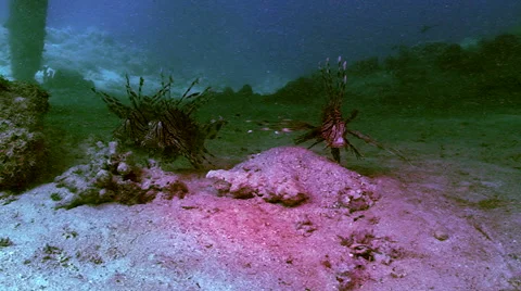 Group of lion fish over sandy bottom, slowly, profile shot, red sea Stock Footage 43213181