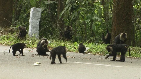 Group of Lion-Tailed Macaques on a road foraging Stock Footage 118863680