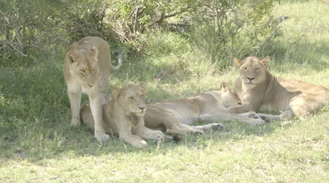 Group of Lionesses Stock Footage 26440520