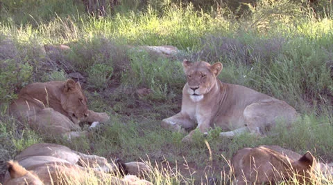 Group of lions in the bush Stock Footage 25849690