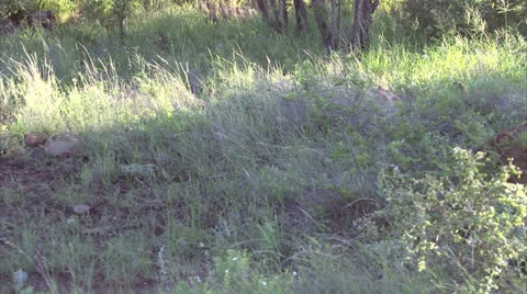 Group of lions in the bush Stock Footage 25850244