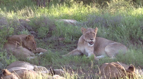 Group of lions in the bush Stock-Footage 25851046