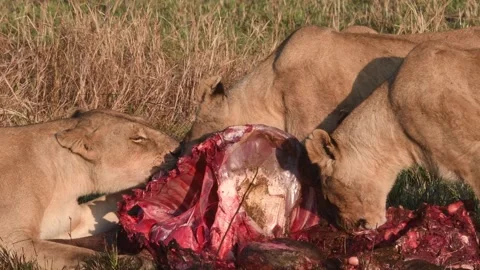Group of Lions eating Stock Footage 281719767