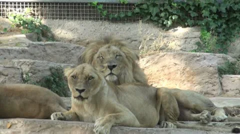 A group of lions Stock Footage 10591057