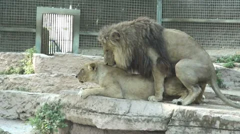 A group of lions Stock Footage 10591062