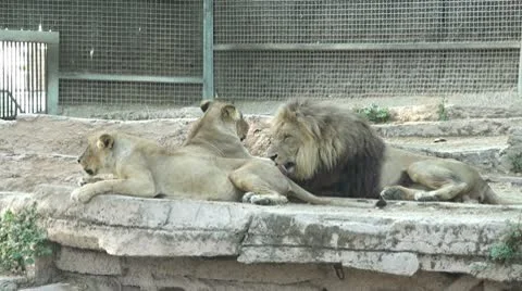 A group of lions Stock Footage 10591075