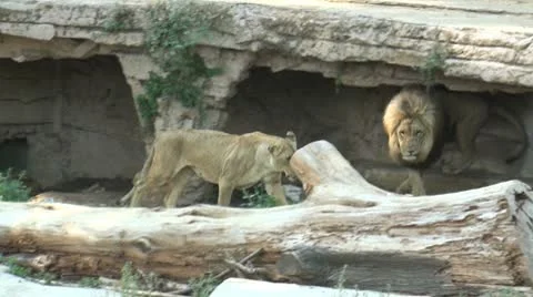 A group of lions Stock Footage 10591076