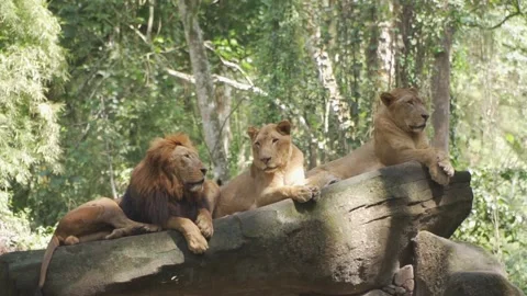 A group of lions lying on a log Stock Footage 236189677