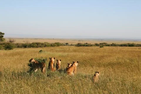 A group of lions Stock Photos