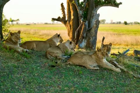 Group of Lions Stock Photos