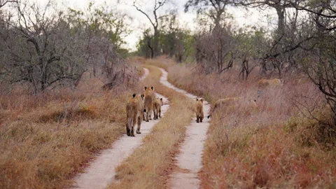 Group Of Lions Walking On A Pathway Stock Footage 236956728