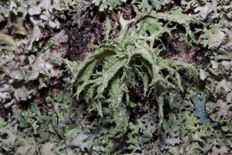 Group of lishens are growing on a tree trunk. Parasitic plant. Stock Photos