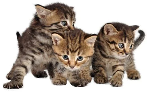 Group of little kittens on white Stock Photos
