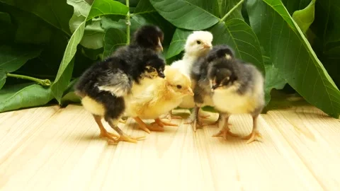 A group of little newborn chicks on the background of the plants Stock Footage 158856348