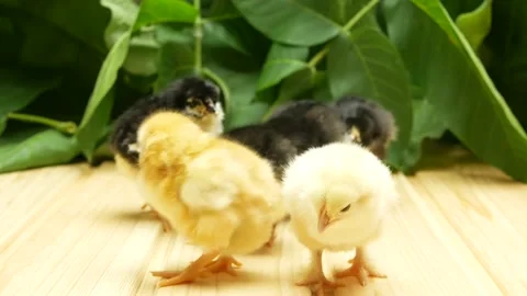 A group of little newborn chicks on the background of the plants Stock Footage 160124083