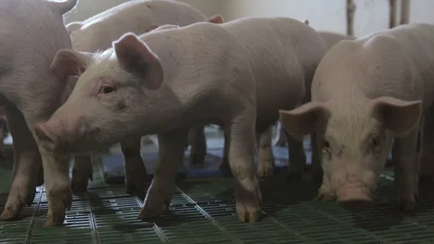 Group of little piglets standing, keeping together and seeking food  Stock Footage 107610466