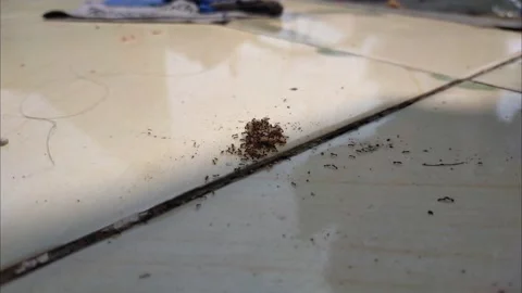 A group of little red ants eating Stock Footage 207034962