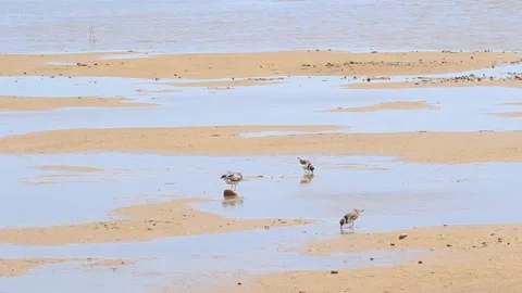 Group of Little Ringed Plover eating. Charadrius dubius. Small plover. Stock Footage 171679939