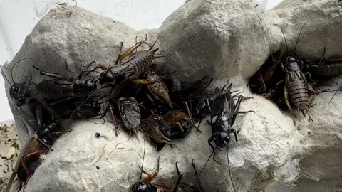 Group of live crickets on egg carton in breeding container Stock Footage 307586213