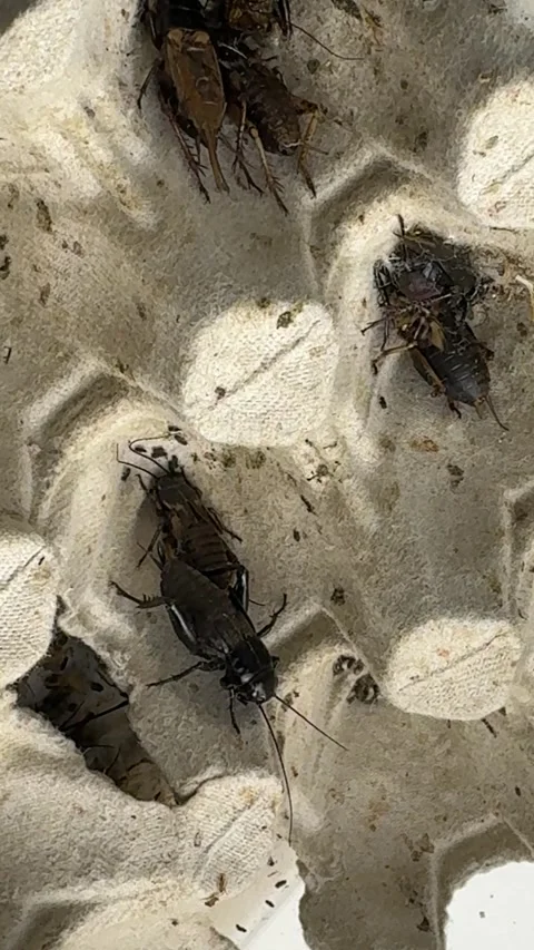 Group of live crickets on egg carton in breeding container Stock Footage 307586317