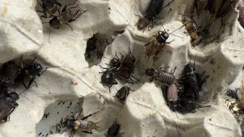Group of live crickets on egg carton in breeding container Stock Footage 307586403