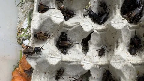 Group of live crickets on egg carton in breeding container Stock Footage 307586545