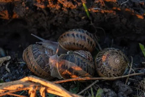 Group of Live Helix Aspersa Snails on Soil at Breeding Field Fotos Stock