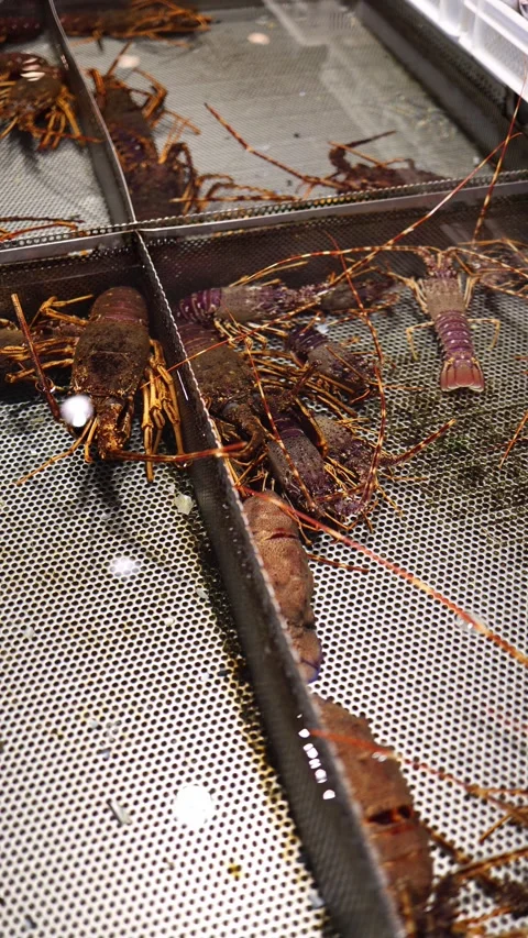 Group of live lobsters moving inside crowded market tank Stock Footage 327924370