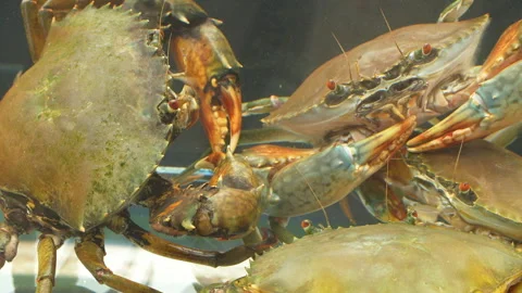 Group of Live Mud Crabs (Scylla serrata) Crowded in Restaurant Tank Stock Footage 320926074