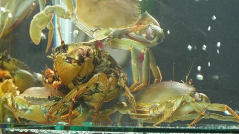 Group of Live Mud Crabs (Scylla serrata) Crowded in Restaurant Tank Stock Footage 320927353