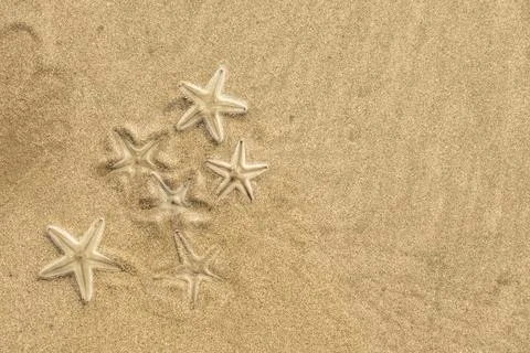 Group of Live starfishs Stock Photos
