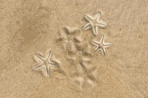 Group of Live starfishs Stock Photos