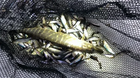 Group of live young fish pike in fishing net winter snow Stock Footage 106087247