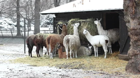 Group of llamas feeding in winter Stock Footage 57227479