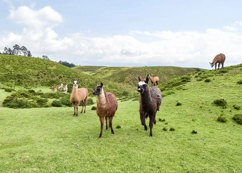 Group of llamas in the mountains Stock Photos