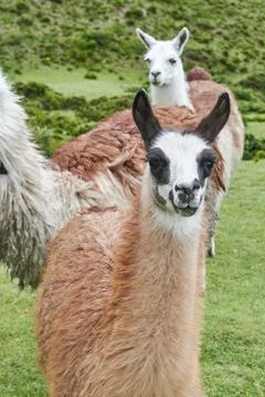 Group of llamas in the mountains Stock Photos