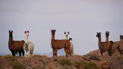 A Group Of Llamas Walks On A Mountain Range In The Andes Stock Footage 168142052