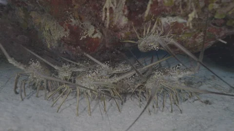 Group of Lobsters Stock Footage 297028896