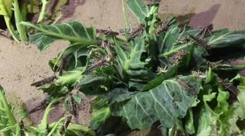Group Of Locust Insects Eating Vidéo 42808877