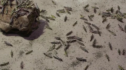 Group Of Locust Insects Walking Around On Sand And A Rock Stock Footage 42807875
