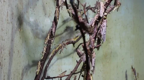 Group Of Locust Insects Walking Around On A Branch Vidéo 42934060