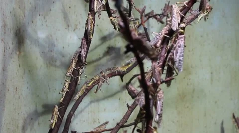Group of locust insects walking around on a branch Video stock 42934238