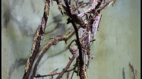 Group of locust insects walking around on a branch 2 Stock Footage 42934241