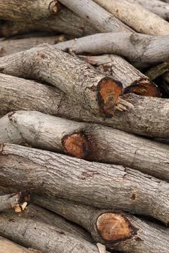Group of Log Stock Photos