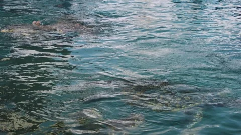 Group of Loggerhead Sea Turtles Feeding at Surface in Slow Motion, Japan Vidéo 346335849