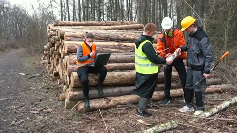 Group logging workers talking Discussion piece wood Analysis wood processing Stock Footage 153494373