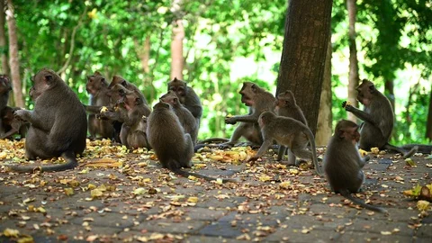 Group of long tailed Balinese monkey eating pieces of fresh corn. Stock Footage 128883729